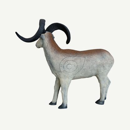 100275 Leitold Marco Polo Sheep