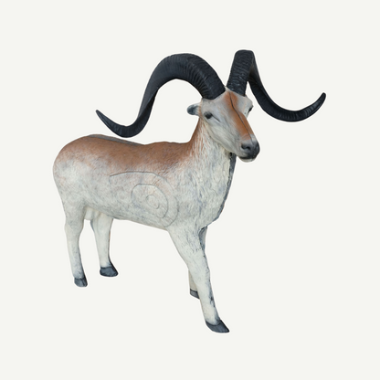 100275 Leitold Marco Polo Sheep