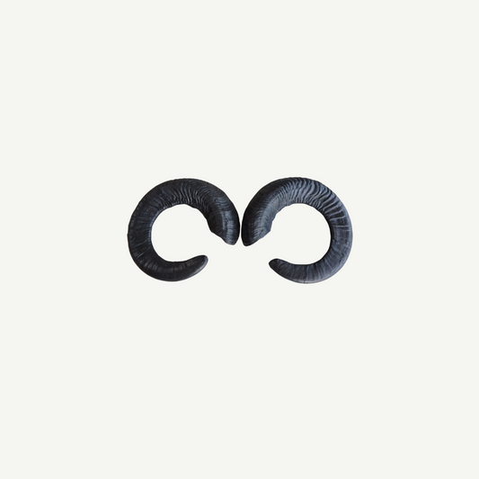 100558 Leitold Moufflon Horns (1 Pair)